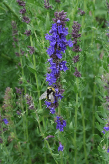 Des images de diff�rentes plantes